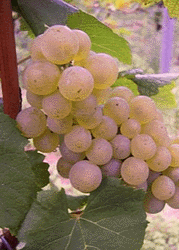 Chardonnay