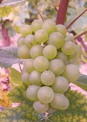 Pinot Blanc