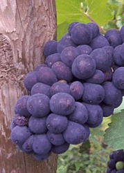 Pinot Meunier