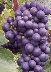 Pinot Noir